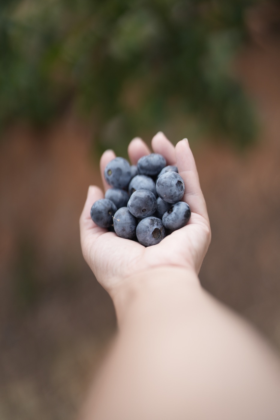 Hands holding a small harvest of ripe berries