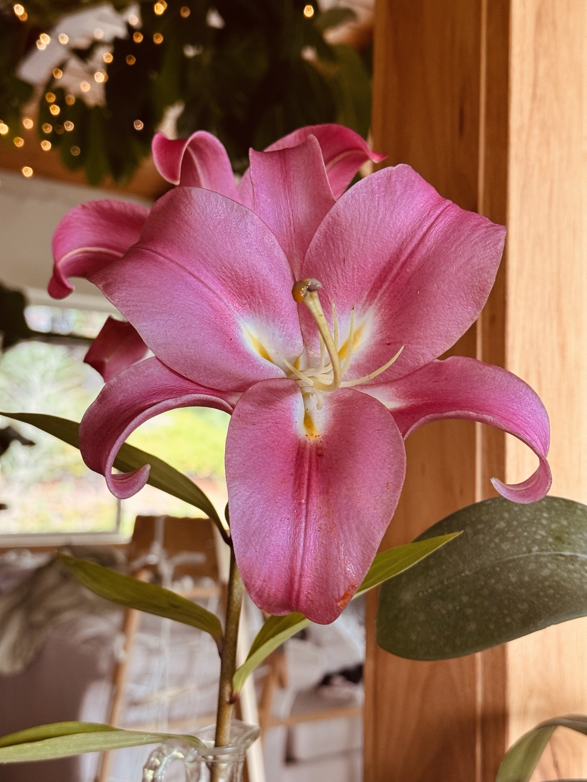 A white lily flowering in the homestead garden